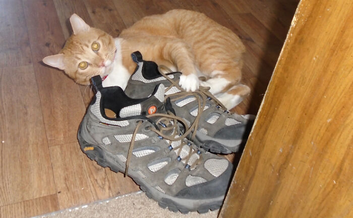 I'm Not Attacking Your Shoes... (And Yes, Max Doesn't Have A Tail)