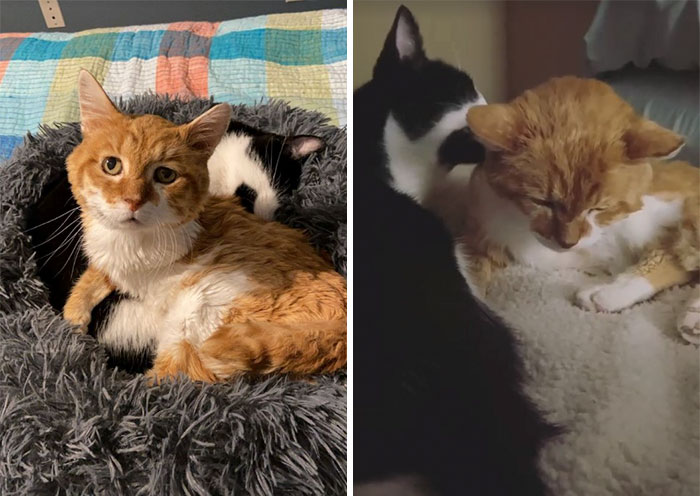 3-Legged Cat Goes Back To The House Where He Once Discovered Kindness And Finds A Family Of His Dreams 3-Legged Cat Goes Back To The House Where He Once Discovered Kindness And Finds A Family Of His Dreams