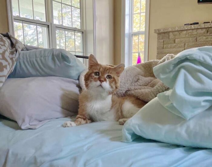 3-Legged Cat Goes Back To The House Where He Once Discovered Kindness And Finds A Family Of His Dreams 3-Legged Cat Goes Back To The House Where He Once Discovered Kindness And Finds A Family Of His Dreams