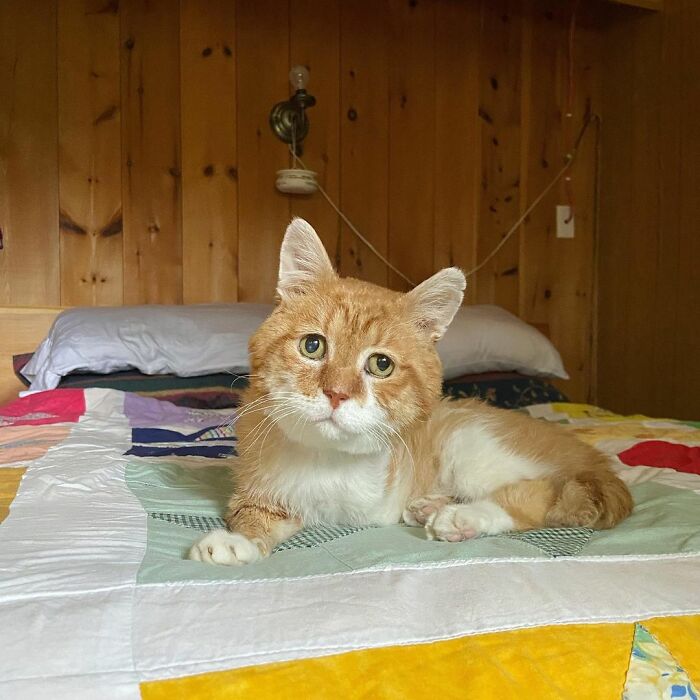 3-Legged Cat Goes Back To The House Where He Once Discovered Kindness And Finds A Family Of His Dreams 3-Legged Cat Goes Back To The House Where He Once Discovered Kindness And Finds A Family Of His Dreams