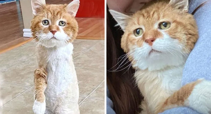3-Legged Cat Goes Back To The House Where He Once Discovered Kindness And Finds A Family Of His Dreams
