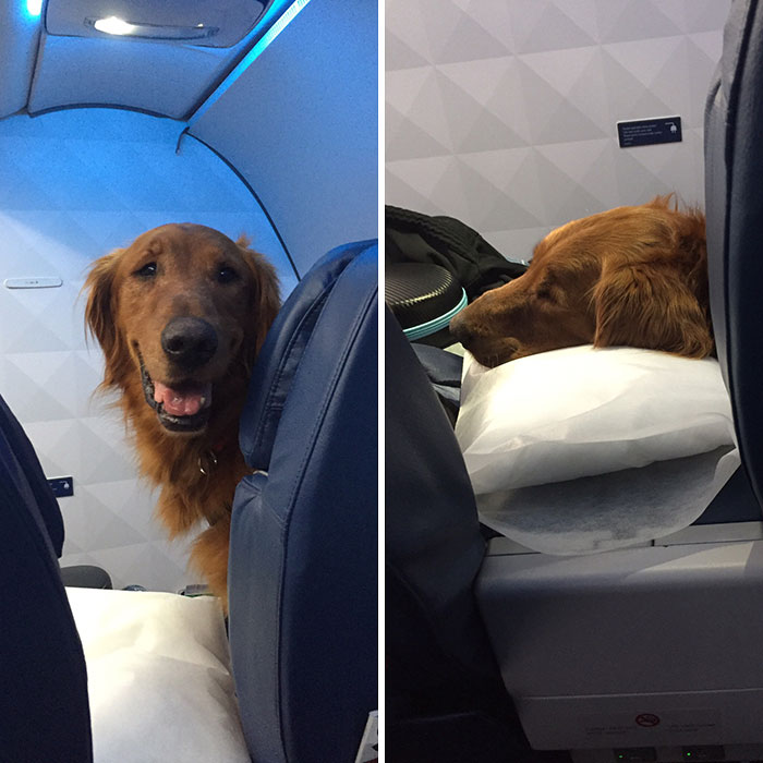 Duke The Bush's Baked Beans Dog Always Flies First Class