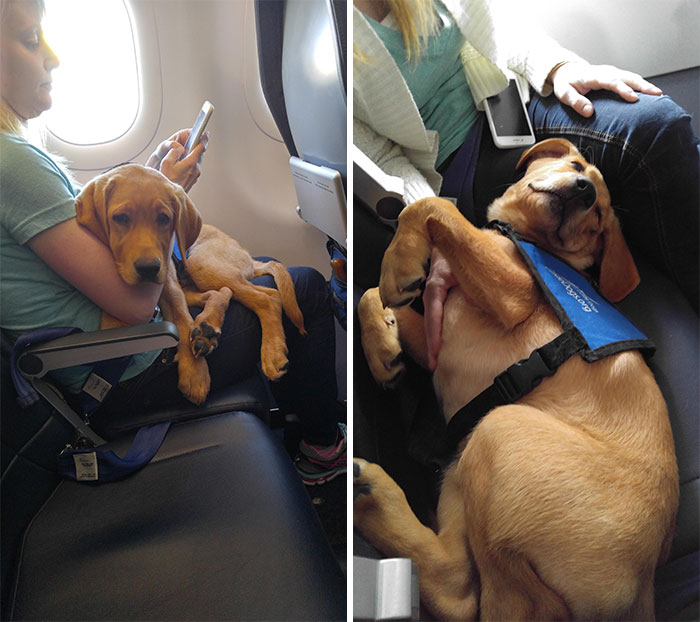 Licked, Kicked And Sniffed On Plane Flight
