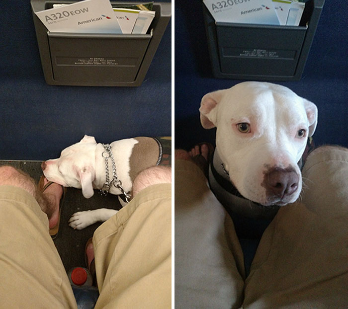 I Got To Sit Next To A Service Dog On The Plane