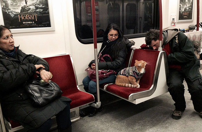 Just A Cat Wearing A Sweater Riding The Subway