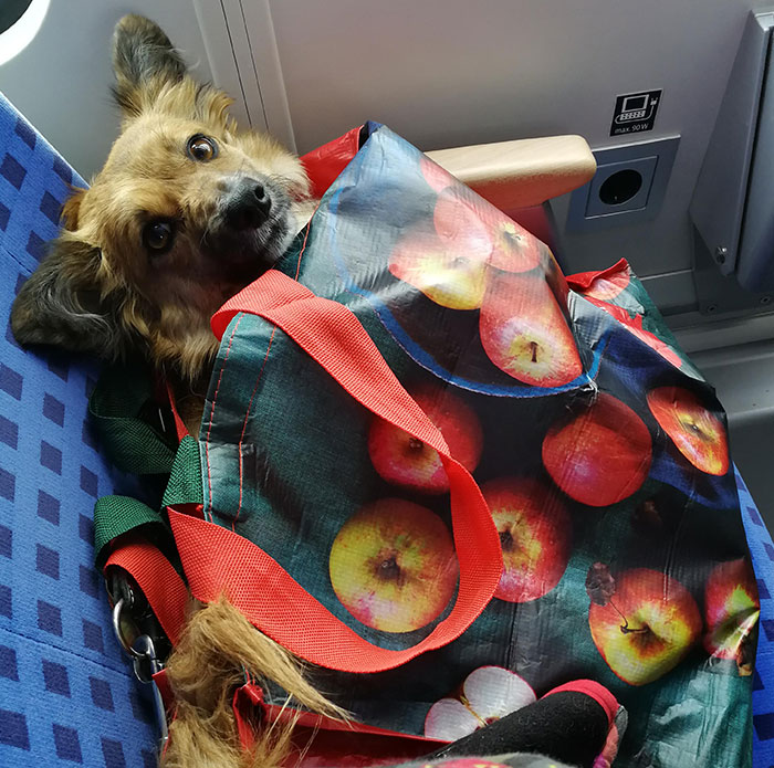 They Told Me Last Time She Can Only Travel With Me On My Ticket If She Is In A Bag And Her Feet Do Not Touch The Ground