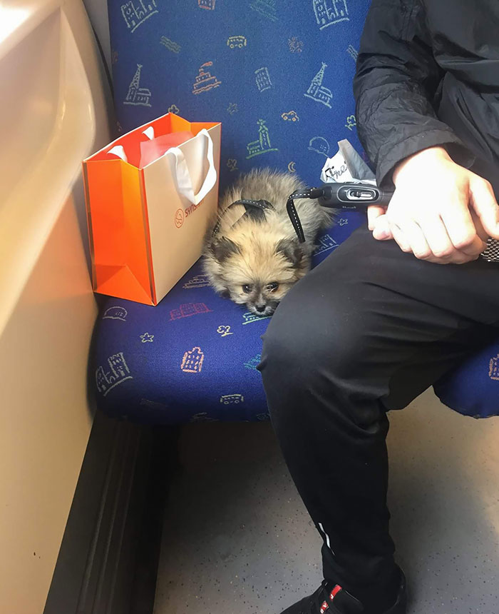Little Floof On Subway In Sweden
