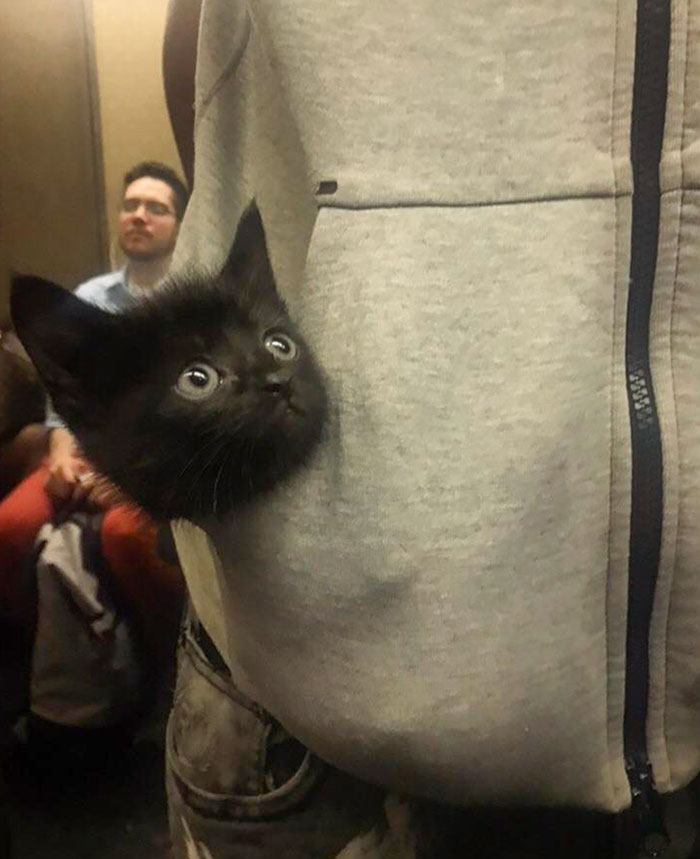 Met This Little Dude On The Subway Yesterday