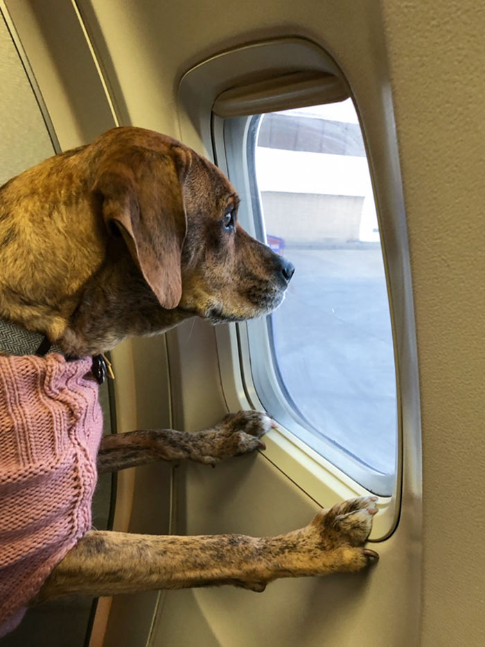 Proud Of My Dog For Enduring The 14 Hour Travel Day And Braving Her First Flight Like A Champ