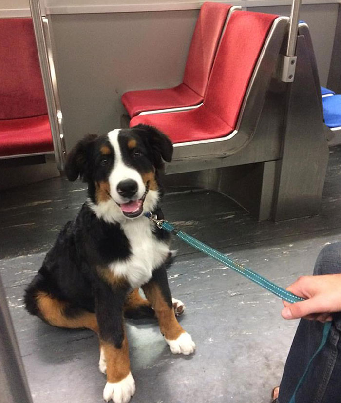 Tom Bombadil Loved All The Attention He Got On The Last Subway Train Saturday Night