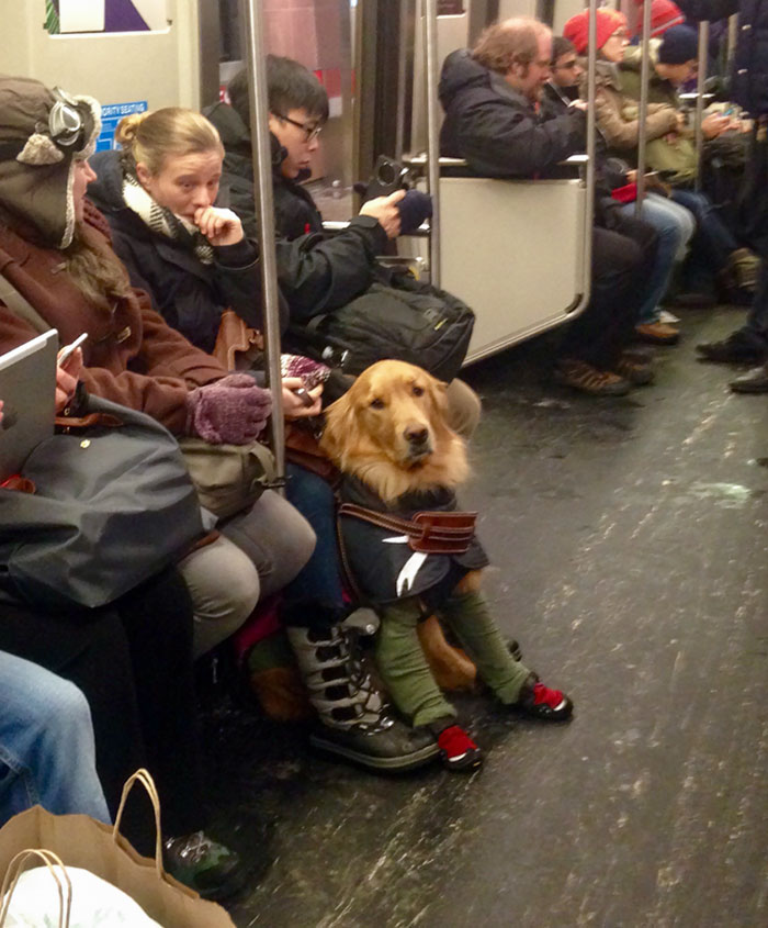 Boston Dog Bundled Up On The Subway