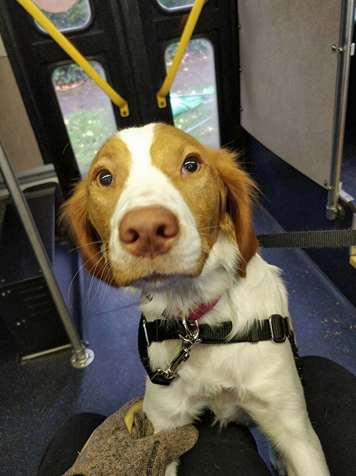 Our Puppy Went On Her First Bus Ride Today