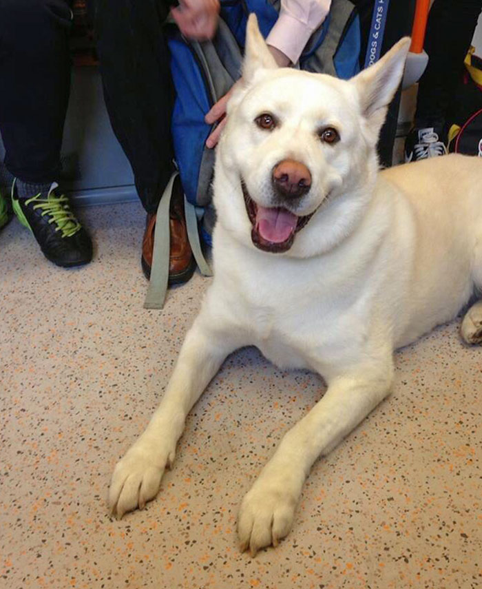Super Good Boy Having His First Train Ride