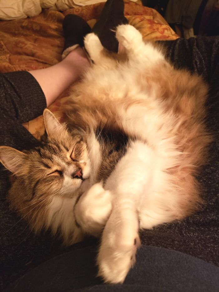 Must Be Nice To Be This Cozy