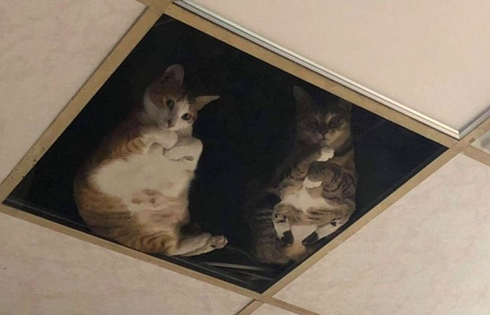 A Shop Owner Modified His Attic To Accommodate His Cats. Now He Is Under Constant Observation