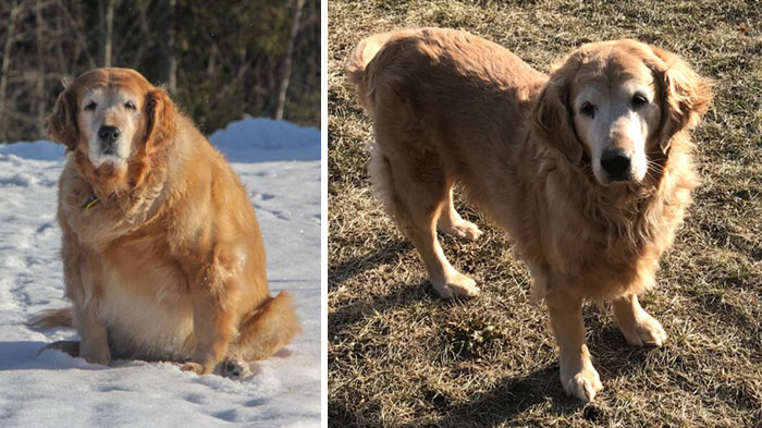 Two Years And Tons Of Walks Later, Shiloh Has Reached Her Target Weight