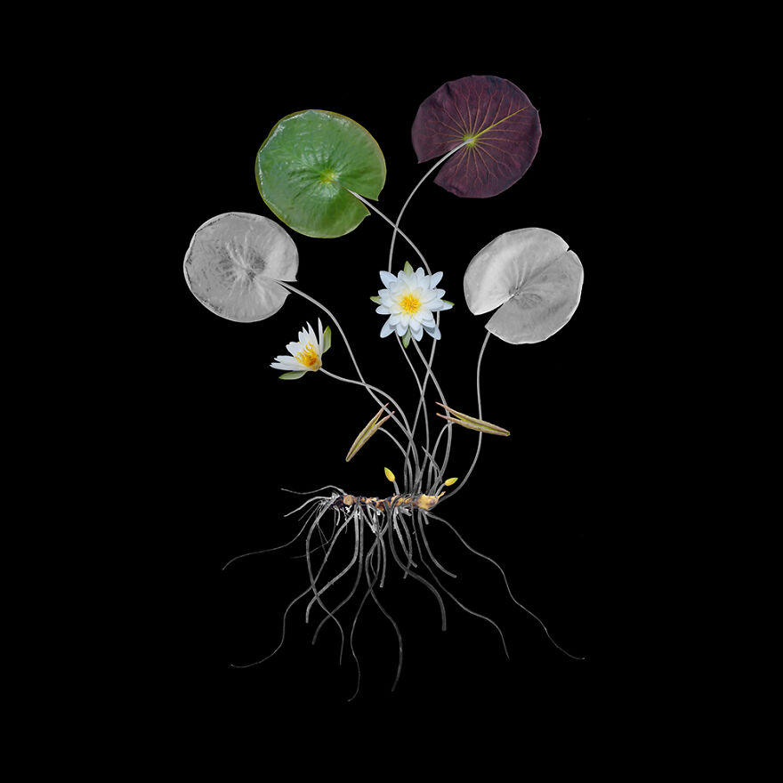 Water Lily, Archival Pigment Print, 20"X20", 2020