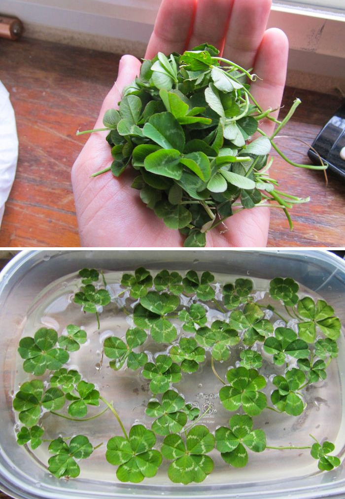 Collection of different clovers 