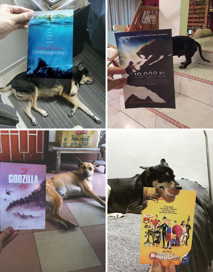 Animals and movie covers made funny 