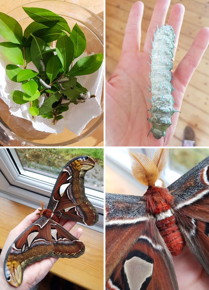 Various animals and butterflies 