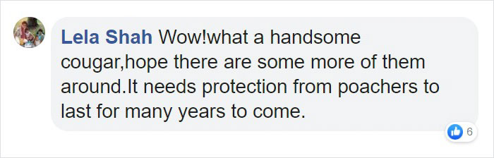 Scientists Confirm The World's 1st-Ever Images Capturing A Leucistic Puma Scientists Confirm The World's 1st-Ever Images Capturing A Leucistic Puma