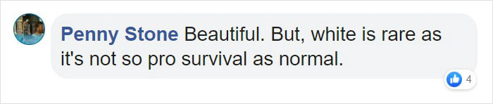 Scientists Confirm The World's 1st-Ever Images Capturing A Leucistic Puma Scientists Confirm The World's 1st-Ever Images Capturing A Leucistic Puma