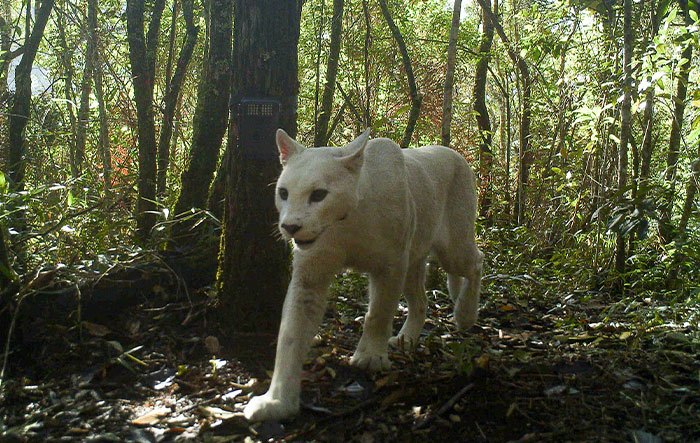 Scientists Confirm The World’s 1st-Ever Images Capturing A Leucistic Puma
