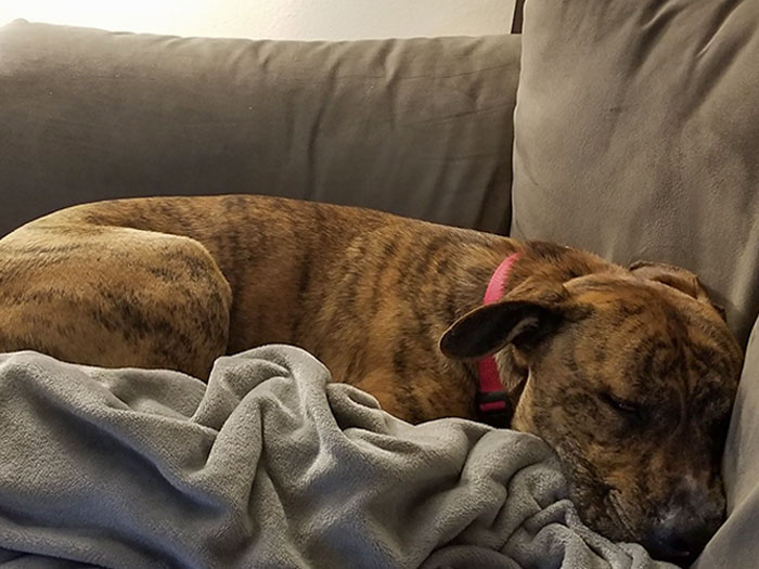 This Is Cyrus, My Girlfriend And I Adopted Her Today. She Was Surrendered The Day After Christmas For Being "Too Much Dog"