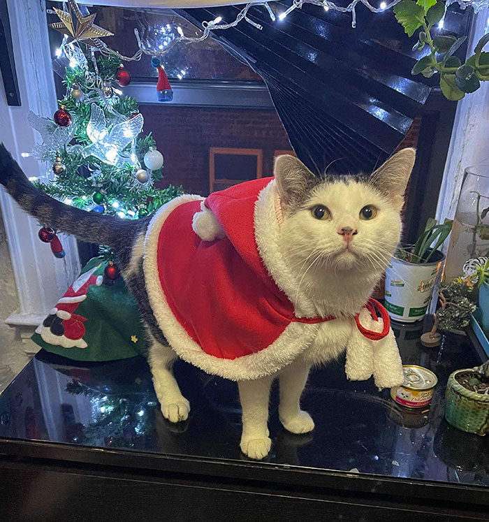 After Wanting A Cat My Whole Life, I Took In This Little Guy And I Present You Oreo’s First Christmas