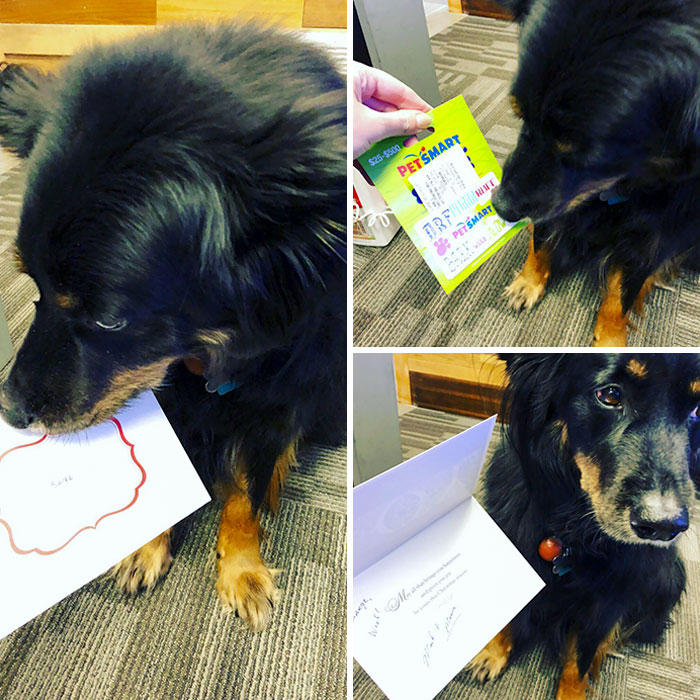 My Dog Goes To Work With Me Every Day And My Bosses Gave Him A Christmas Bonus