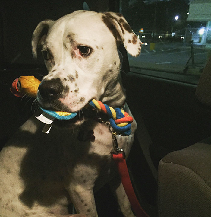 Random Stranger Saw My Dog In The Car, Asked To Pet Him, Then Said Merry Christmas And Handed Him A Newly Bought Toy From His Own Groceries