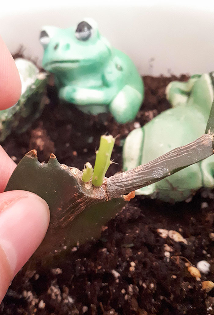 This Was My Dad's Christmas Cactus. My Dad Passed Away 2 Months Ago So I Brought It Home With Me. It Wasn't Doing Too Well So I Transplanted It, Gave It Some Love And I Was Rewarded With This