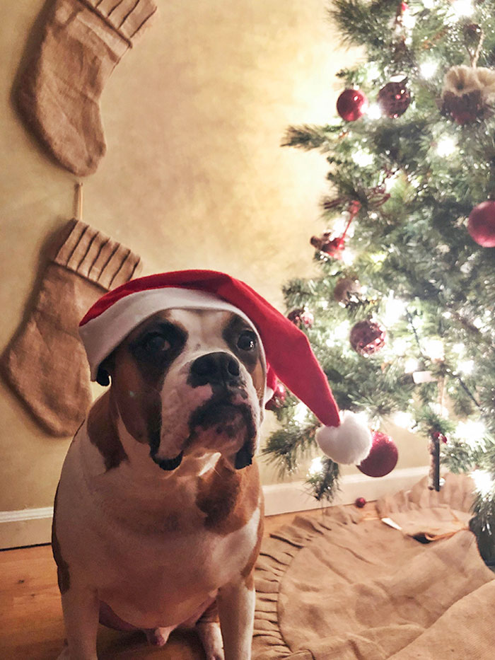 I Got The Best Christmas Present Ever Today: My Charlie Boy Was Declared Cancer-Free