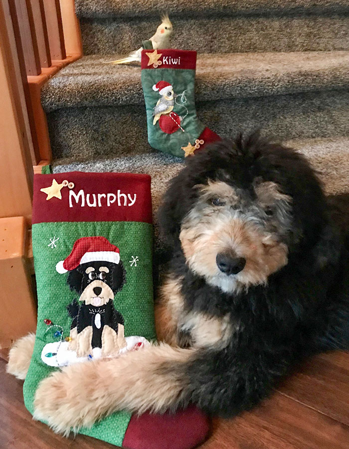 My Wife Makes Christmas Stockings For Every Member Of Our Family. This Year, Murphy Joined The Crew
