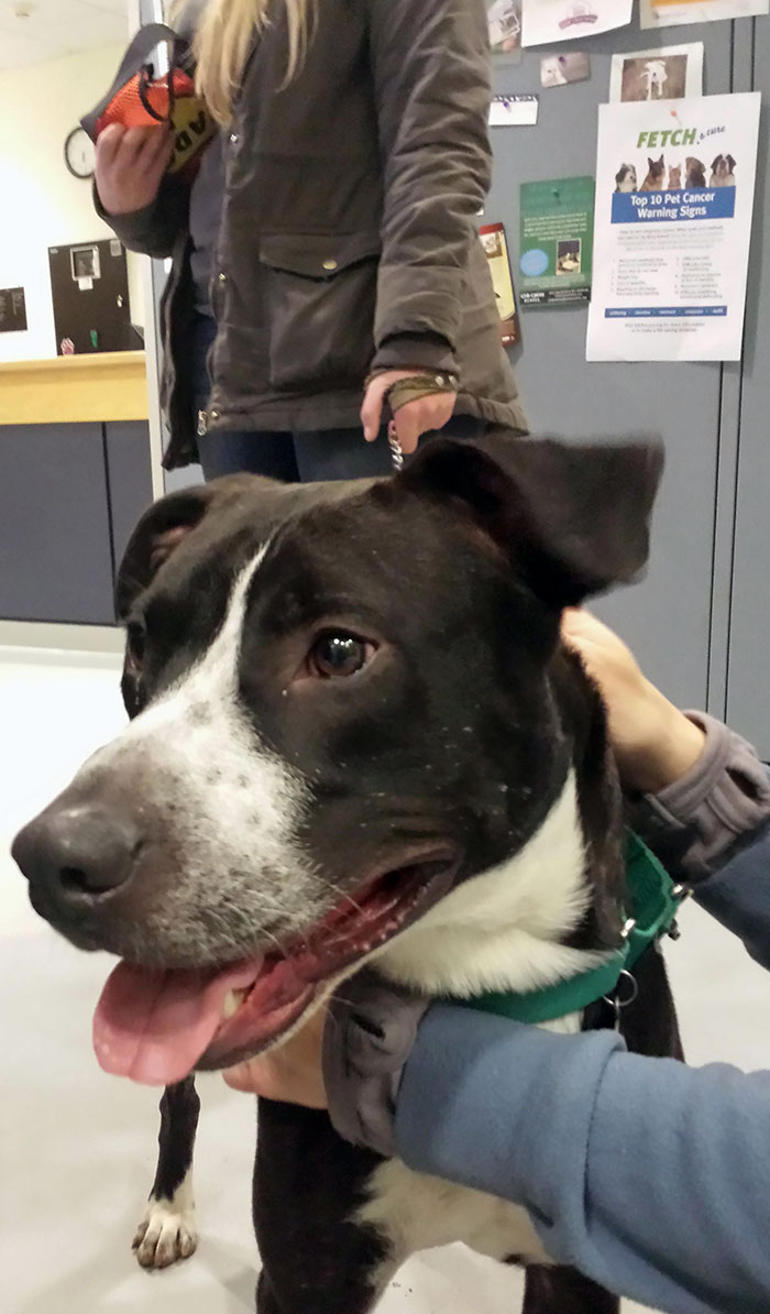 Told My Family I Didn't Want Any Presents This Year, Just An Older Dog From The Pound That Needed Someone To Love Him. Merry Christmas