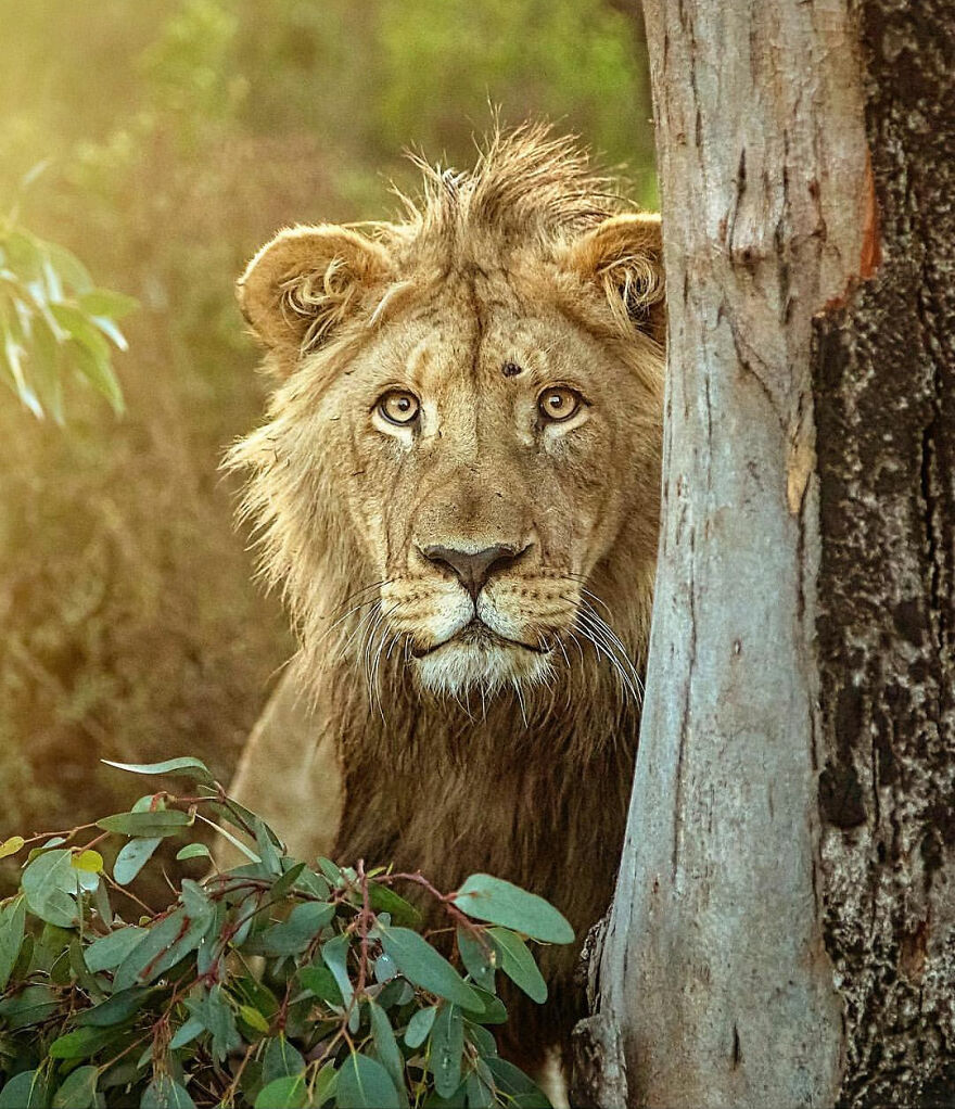 Wildlife-Photography-Lions-Simon-Needham