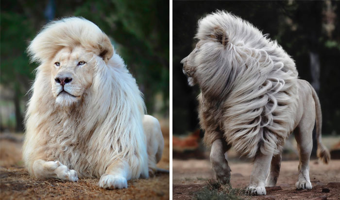 Photographer Immortalizes The King Of Animals In His 30 Incredible Photos