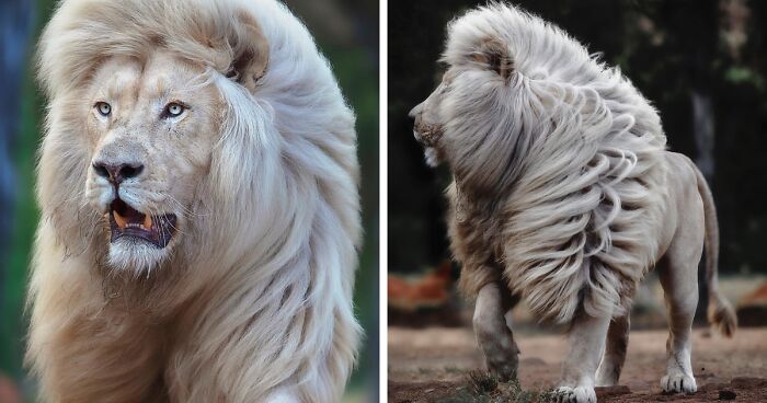 Photographer Immortalizes The King Of Animals In His 30 Incredible Photos