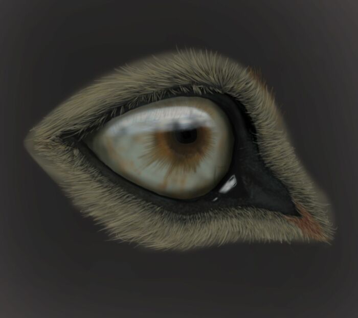 I Drew A Wolf's Eye, I Started Drawing With A Tablet. My 4th Digital Picture So Far.