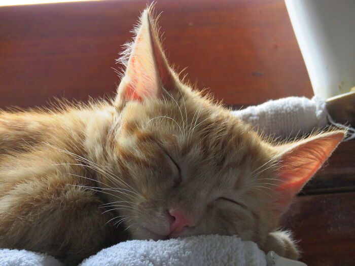 The Joy Of My Life, My Sweet Milenko