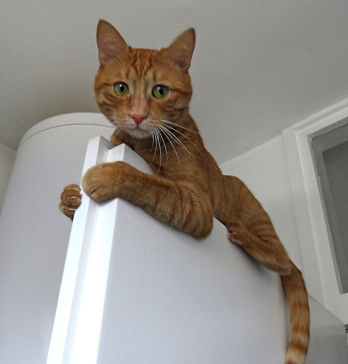 He Likes To Live On The Edge, My Weirdo