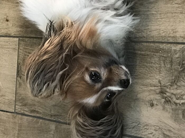 Ariel, The Prettiest Dog Ever