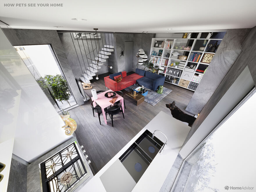 Here's How These 7 Pets See The World Around Them Here's How These 7 Pets See The World Around Them