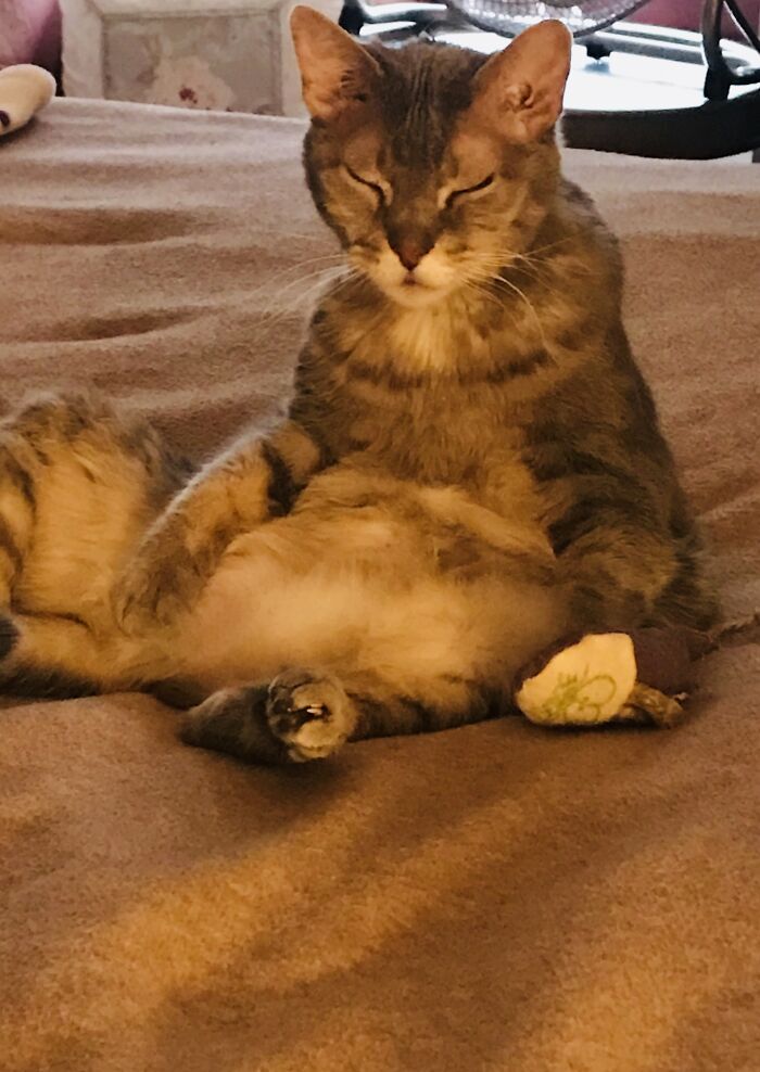 Gidget’s Too Tired To Lay Down, Yet Has The Thought To Cover Her Bottom With Her Paw.. She Probably Didn’t Want To Look Silly. Nailed It.