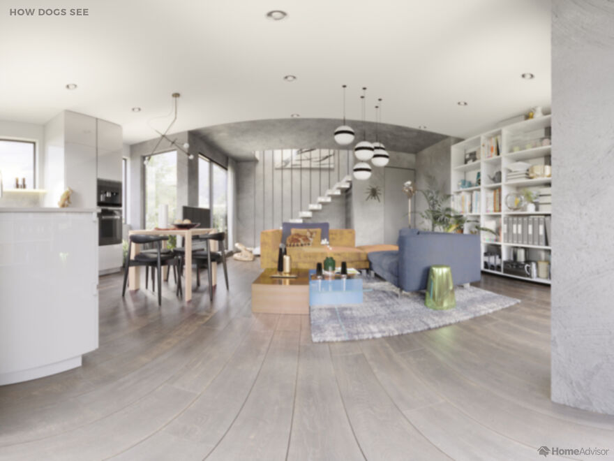 Here's How These 7 Pets See The World Around Them Here's How These 7 Pets See The World Around Them