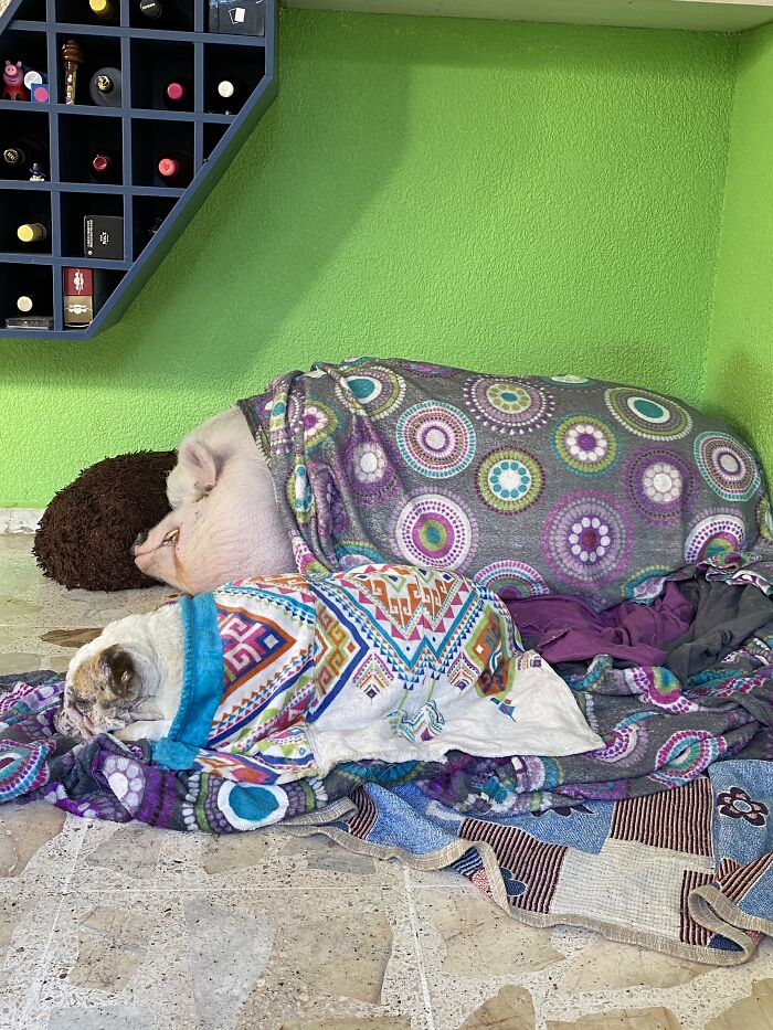 A Pig And A Dog, Sleeping Together ❤️