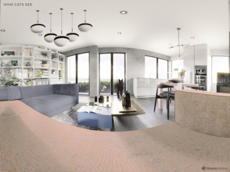 Here's How These 7 Pets See The World Around Them Here's How These 7 Pets See The World Around Them