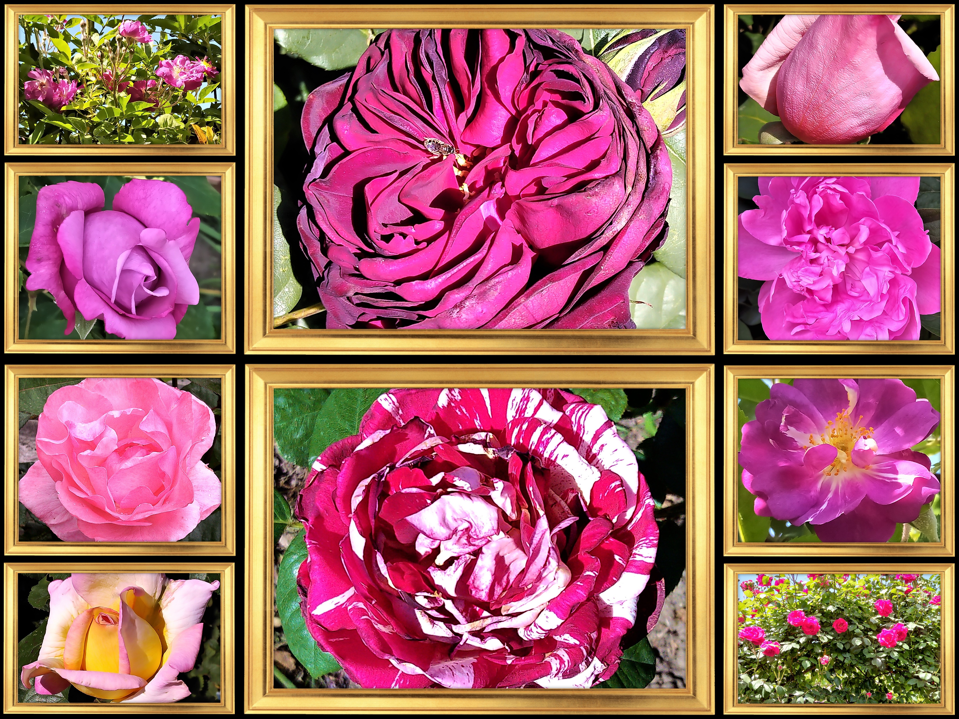 Hello Pandas, Post Photos Of Roses That You Would Be Pleased To Receive As A Gift