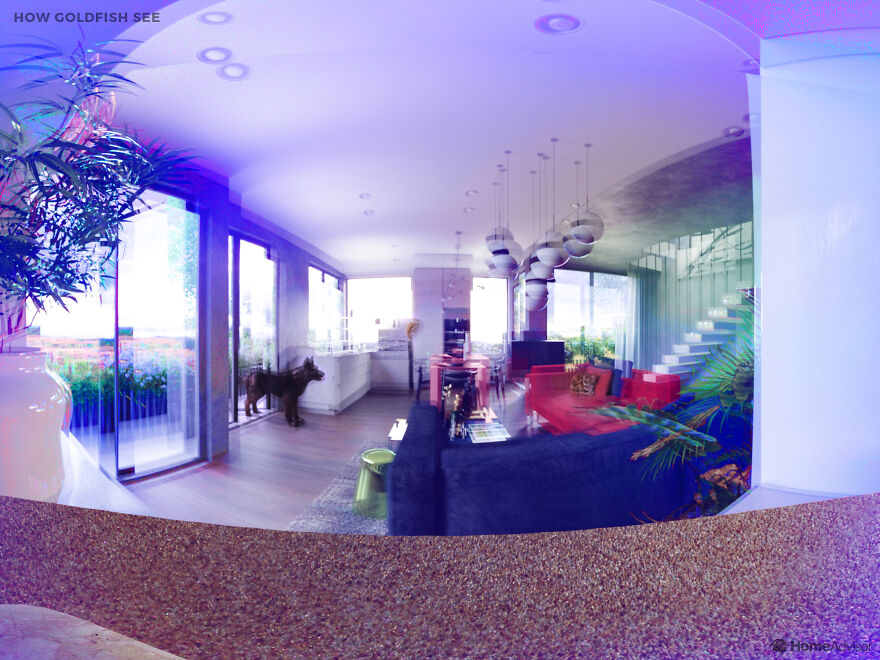 Here's How These 7 Pets See The World Around Them Here's How These 7 Pets See The World Around Them