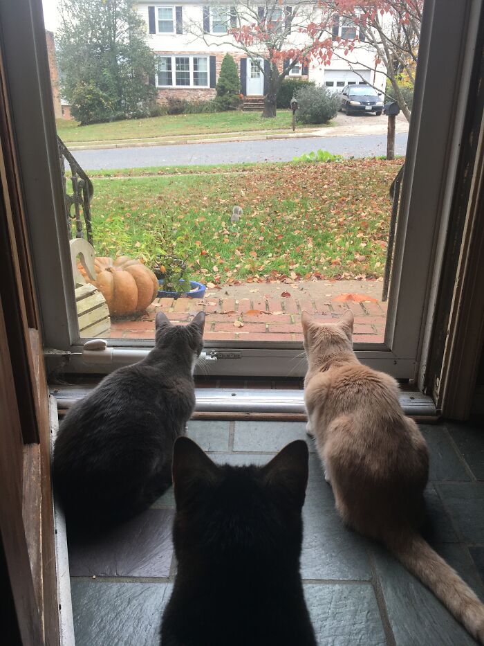 Gallagher, Lala And Merlotte Watching “Squirrel TV”